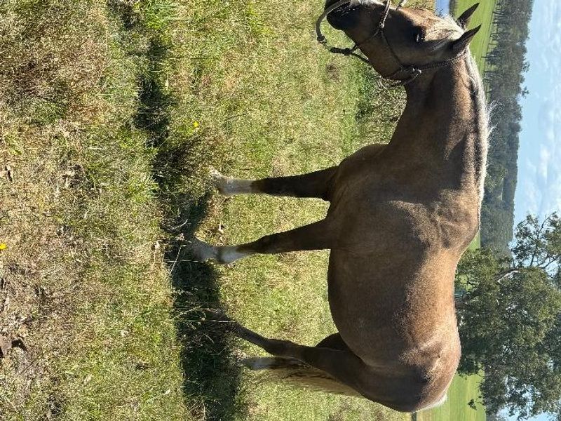 Stunning Warmblood/Akhal Teke
