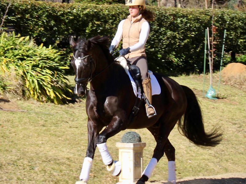 7yr old Dressage Gelding 