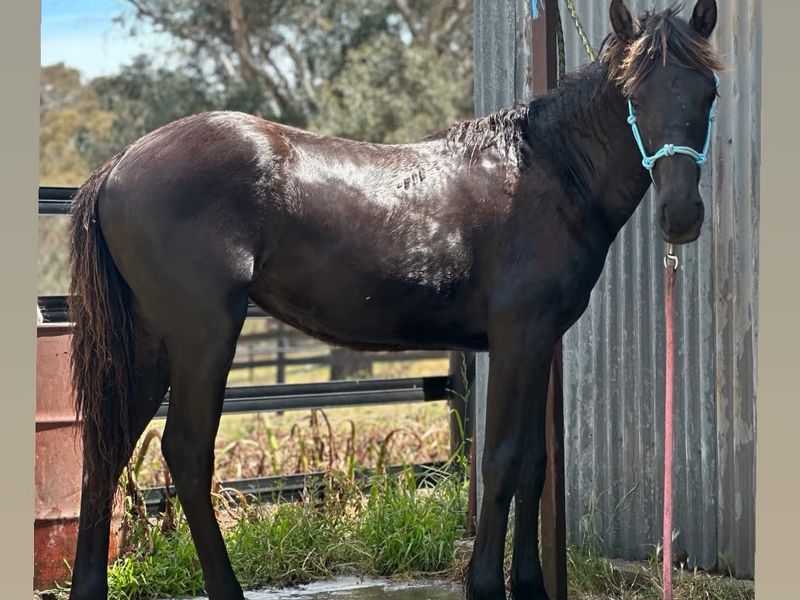 💥 FRESIAN X STOCK FILLY