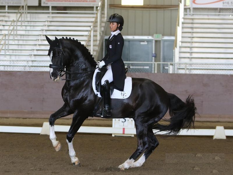 Grand Enthusiastic Hanoverian Dressage Athlete