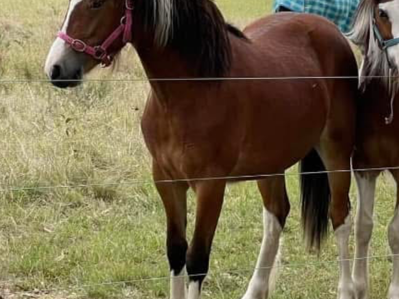 Gypsy cob x welsh 