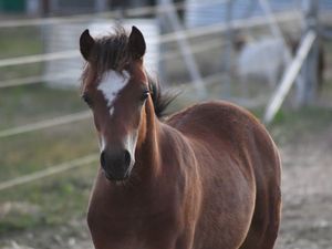 Boogarra Park Gamble Man
