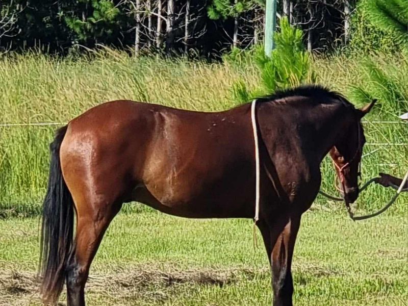 3yo Showjumping Gelding sired by Hardrock Z