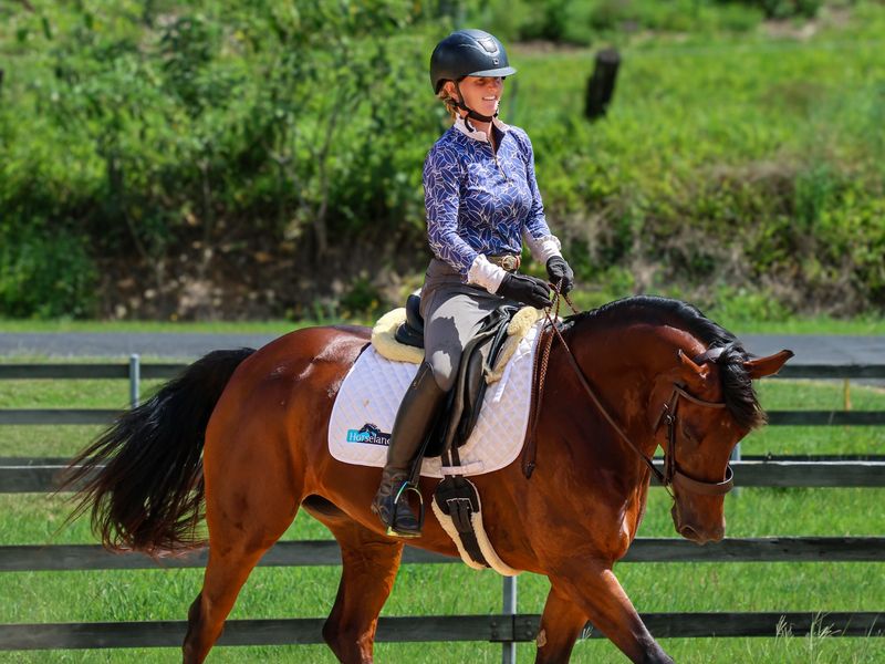 Outstanding Friesian mare 