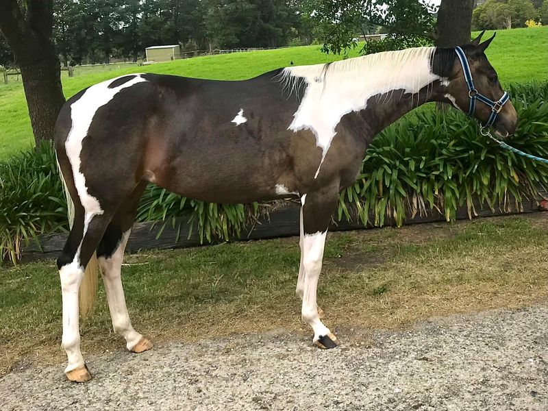 SF Painted by Moonlight - Quarab Mare