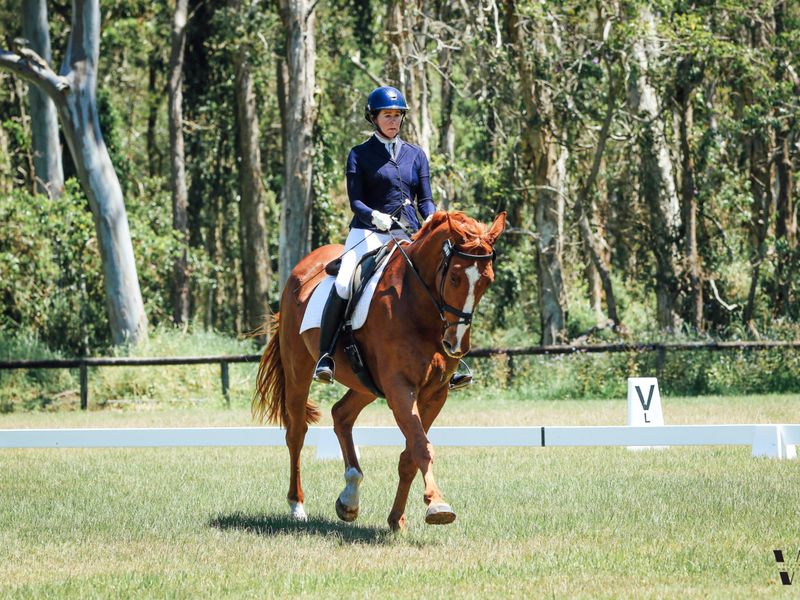 Ideal Eventer / Dressage / Interschool Horse