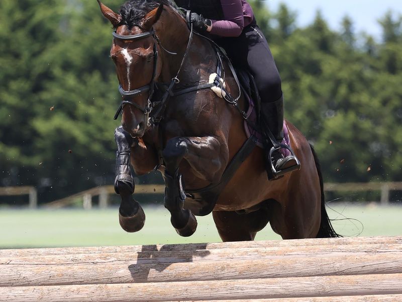 Experienced eventer looking for his next partner!