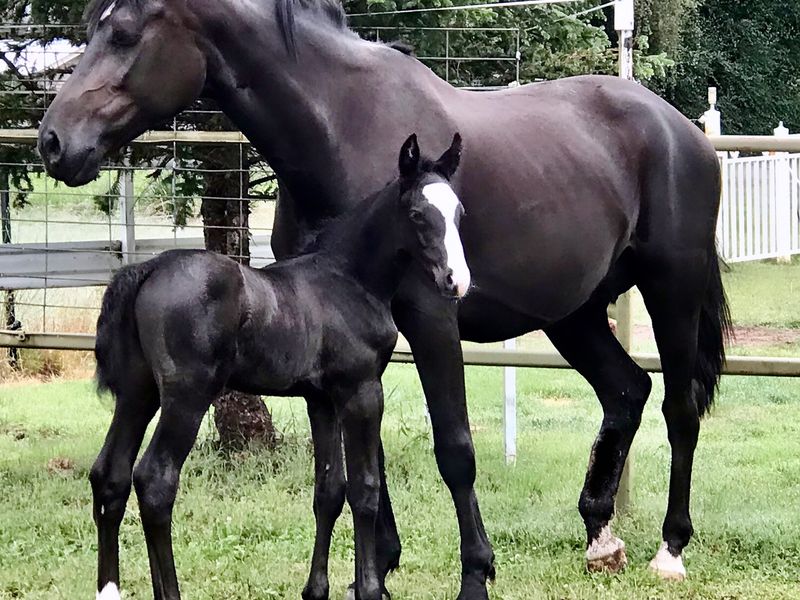 Warmblood Brown/Black mare