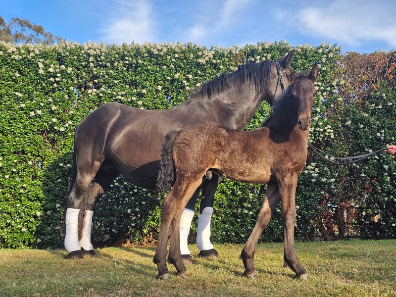 D’Jarro CN of Enara — Modern Pure Friesian Colt