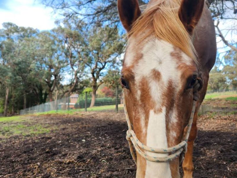 Eye-Catching Appaloosa mare