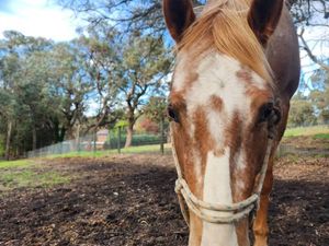 Dijons Phenomenal Affair