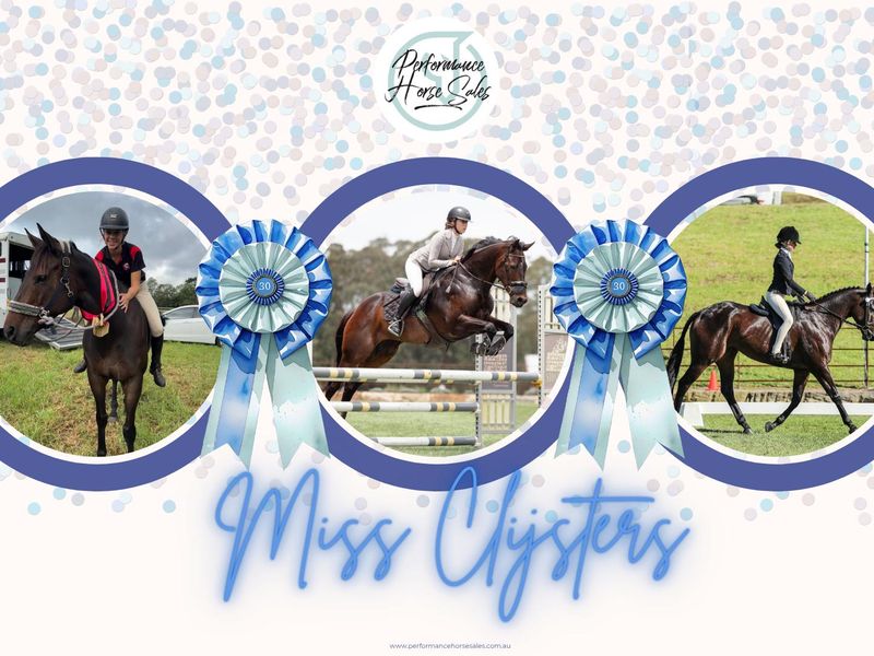 Miss Clijsters - lovely SJ/ Eventing/ Allrounder