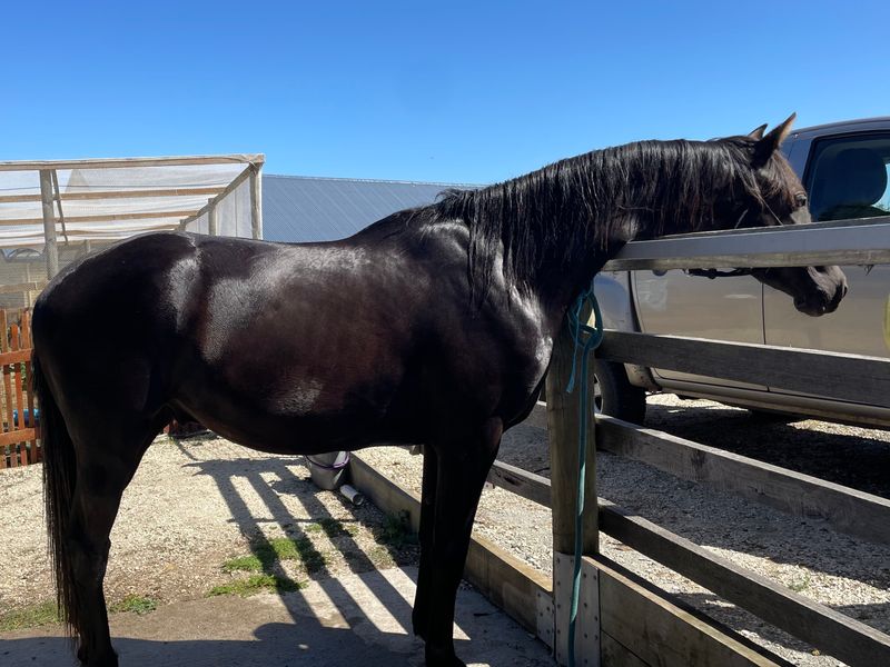 Quality Young Gelding 