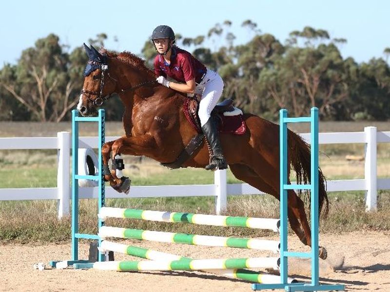 Showjump OTT Gelding