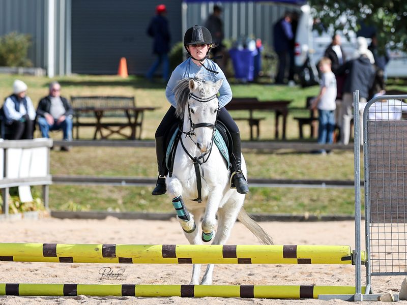 Performance Pony for Sale – Sunny Ridge Stormy