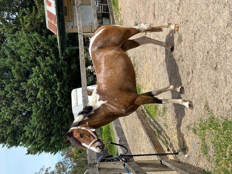 Pretty summer project 