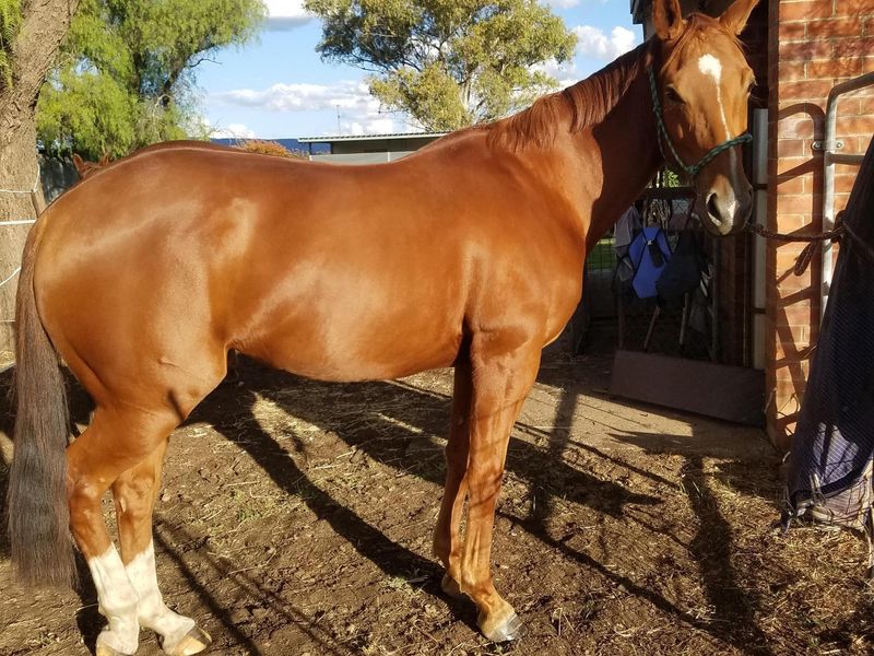 Blingy chestnut mare