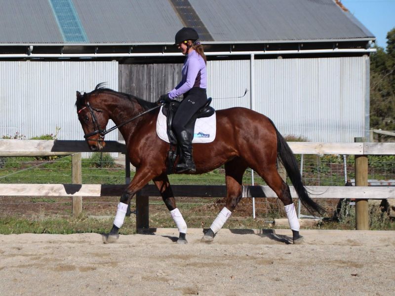 Medium Fressage trained Alrounder