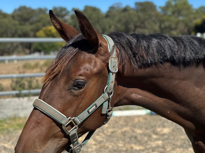 Ultimate Future Performance Horse