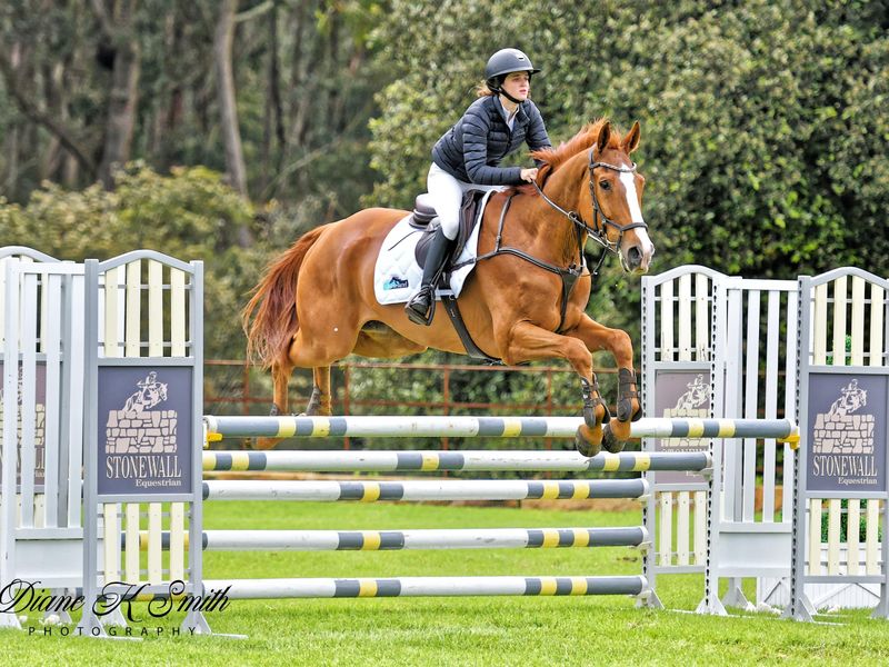 Ultimate Jumping Schoolmaster Gentleman