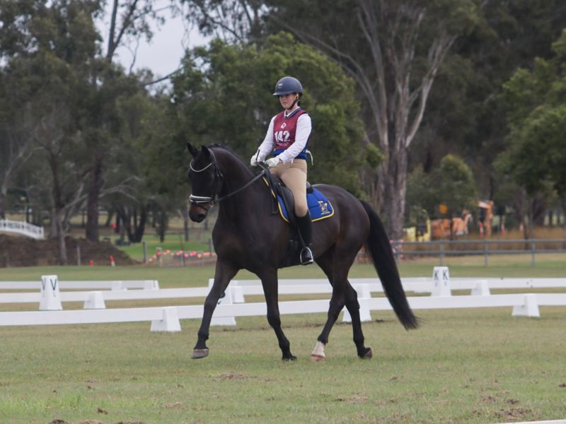 Exceptional Dressage Gelding