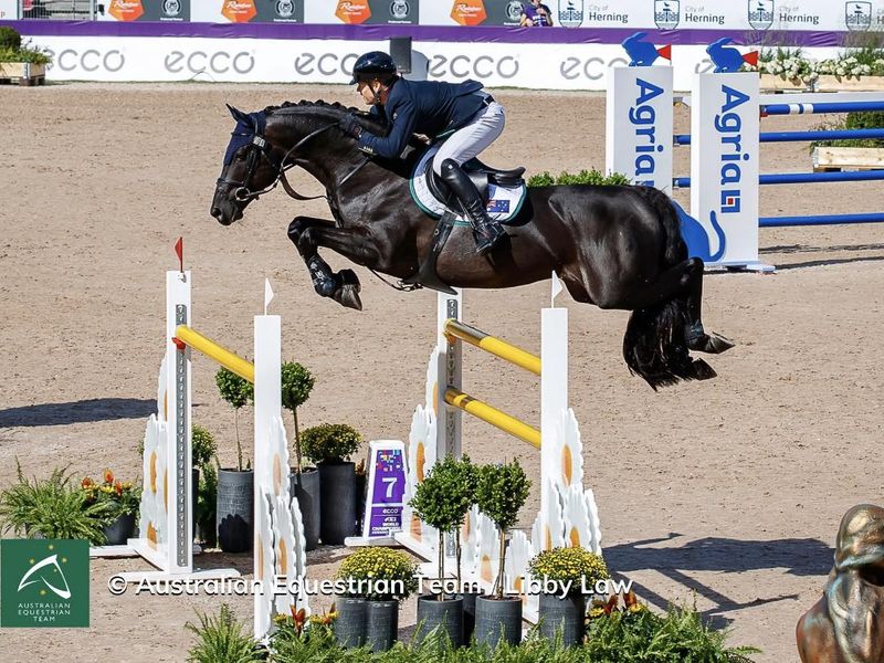 Black Jack IXE Broodmare