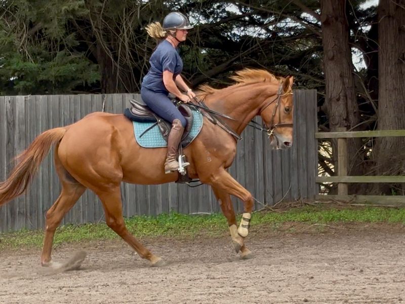 Raffalli 17.1 7yo Choiser gelding. Lovely type and