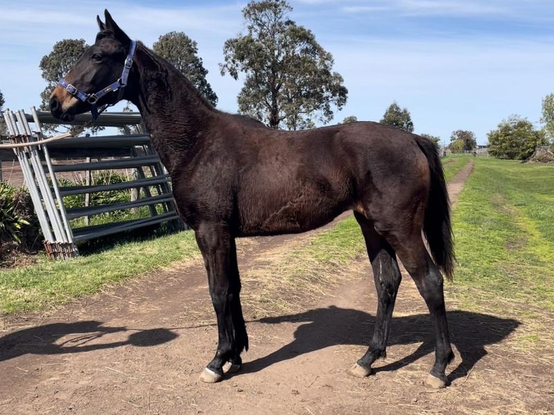 Showjumping Bred Filly
