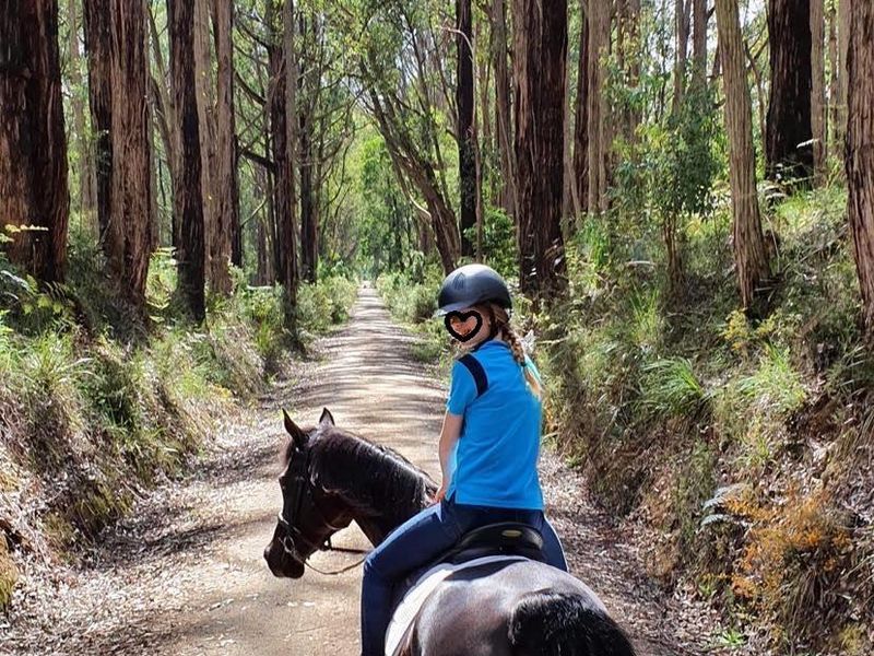 Purebred black gelding