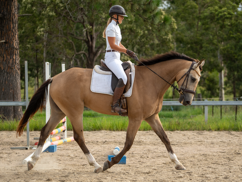 Stunning 6yo Buckskin Gelding