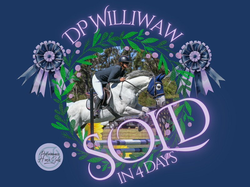 DP Williwaw - Novice safe showjumper/ eventer