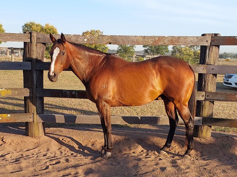 Heart of Gold - Pleasure/Therapy Horse