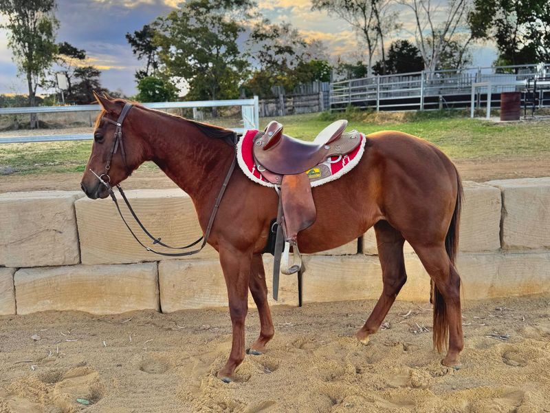 Sonitas Spinning Chex