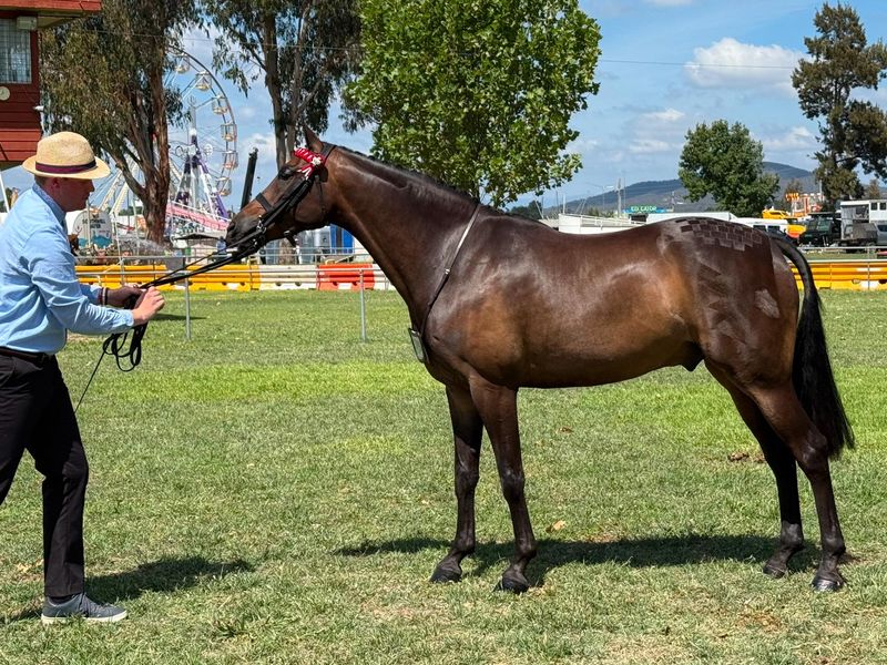 Top Small show Galloway