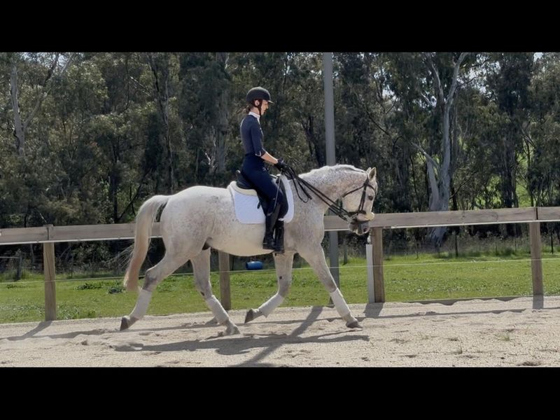 Dressage warmblood