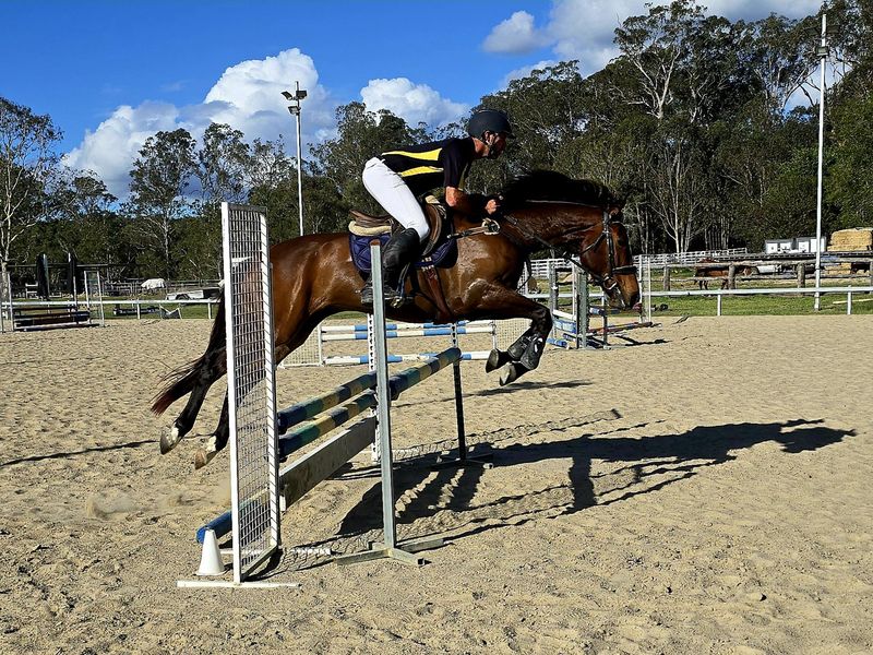 "Classically Innocent" Sweet 7yo WB x TB For Sale