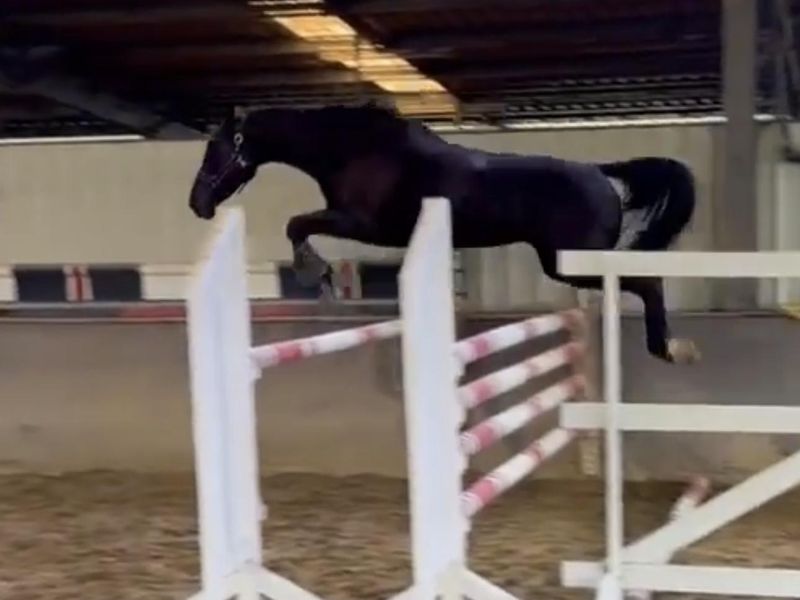 TALENTED AND QUIET YOUNG WB MARE