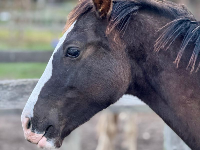 Stunning Purebred Andalusian/PRE Colt