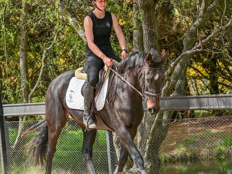 Performance Mare For The Future