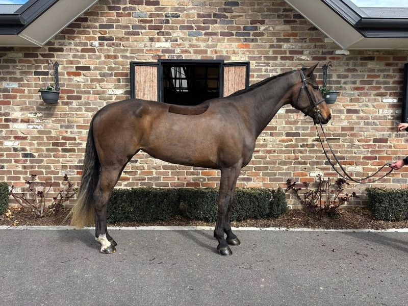 Extremely well-bred mare