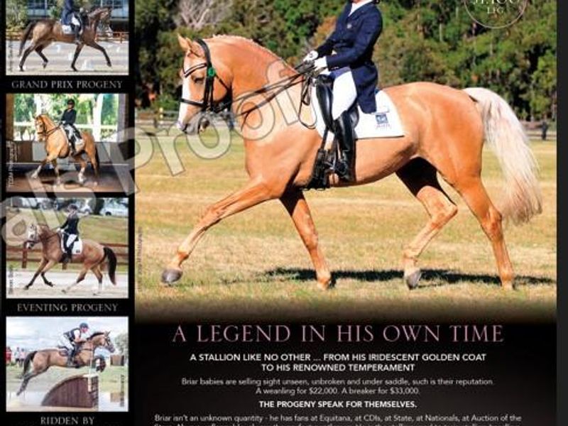 WARMBLOOD STALLION AT STUD