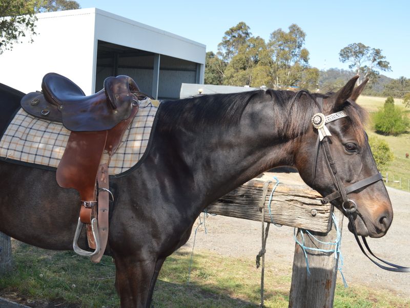 A Horse with potential