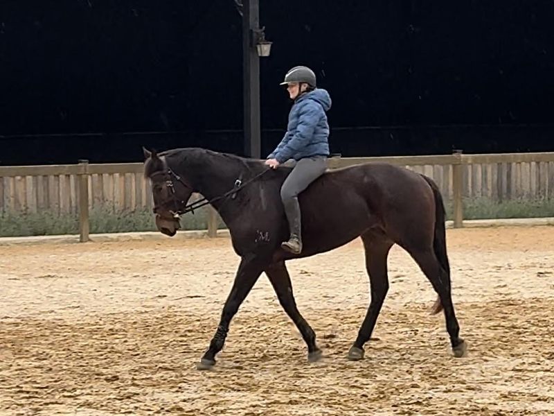 Steel, lovely quiet tb gelding, no vices