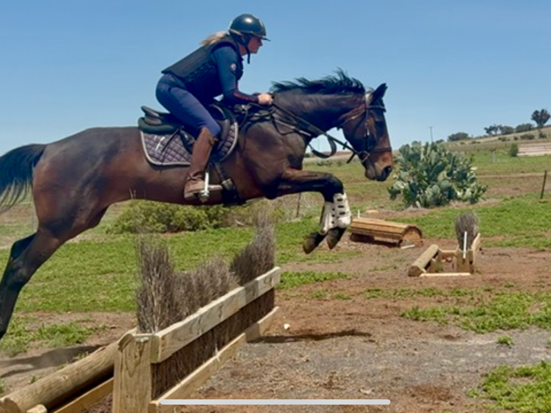 Handy 13yo 15.3 TB mare. Sensible