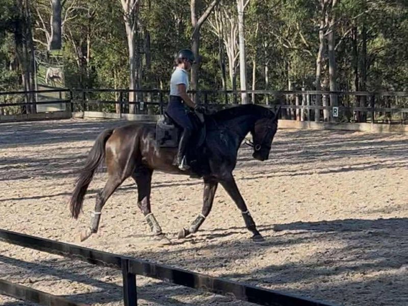 Dressage Warmblood