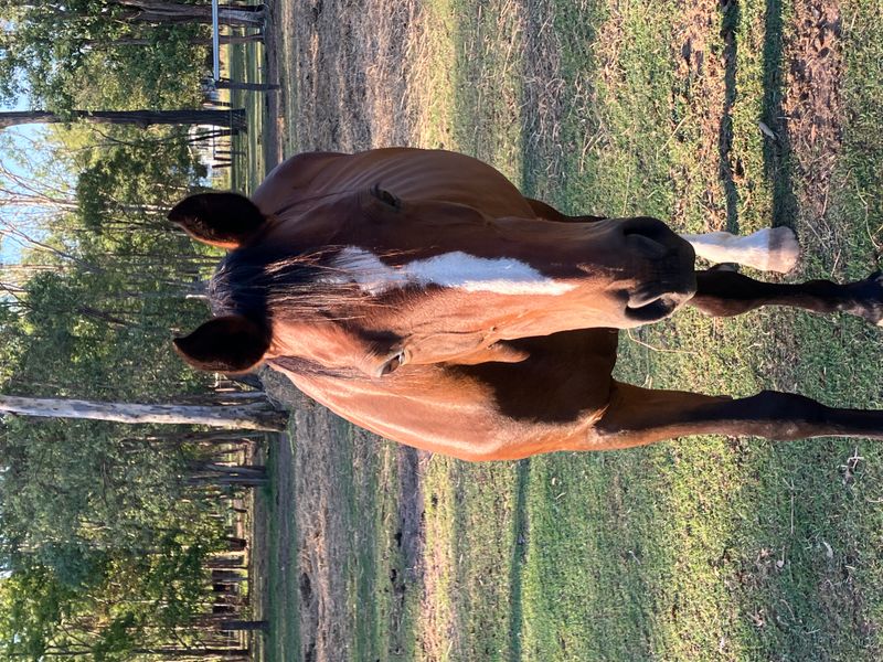Warmblood Brood Mare
