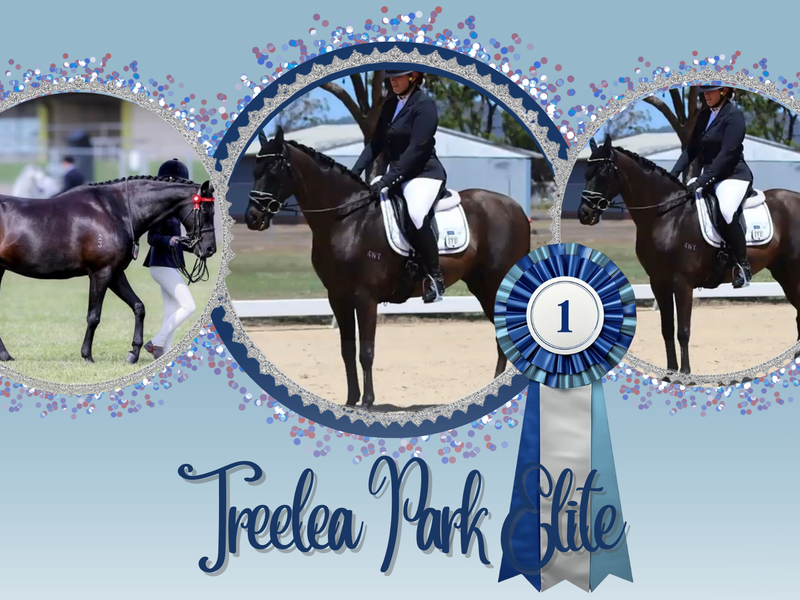 Treelea Park Elite - Royal Show/ Novice Dressage