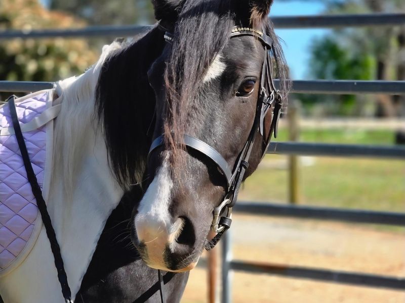 Percheron x Stockhorse pinto filly
