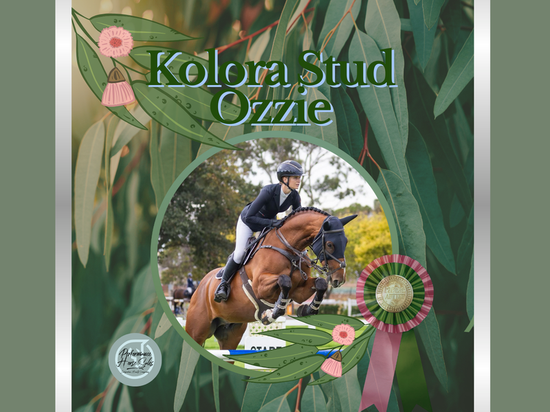 Kolora Stud Ozzie - exceptional future star WB