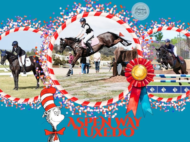 Aspen Way Tuxedo - Superstar EVA95/ 105 Showjumper